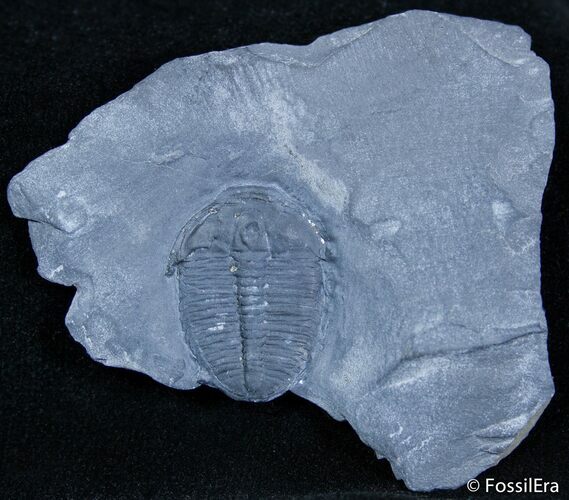 Inch Elrathia Trilobite In Matrix - Utah #2478